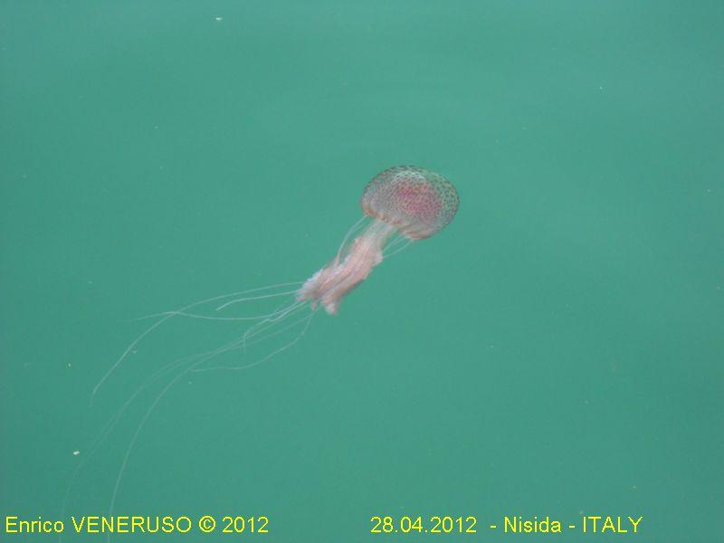 4 - Medusa - Jellyfish.jpg